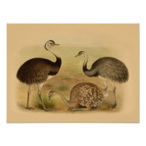 Vintage South American Rhea Birds Photographic Print