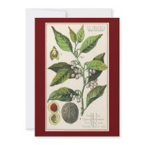 Vintage Spice; Nutmeg Plant, Fruit, Seeds Personalized Invitation
