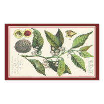 Vintage Spice; Nutmeg Plant, Fruit, Seeds Rectangle Stickers