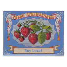 vintage strawberries post card