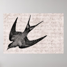 Vintage Swallow Illustration - 1800's Antique Bird Print