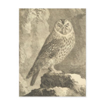 Vintage Tawny Owl Postcard