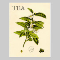 Vintage Tea Plant postcards