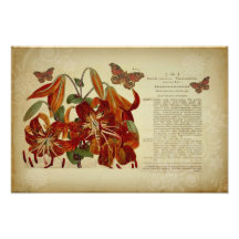 Vintage Tiger Lily Botanical Illustration Art Photo