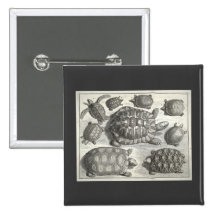 Vintage Turtle Etching Buttons