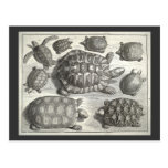 Vintage Turtle Etching Post Card