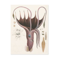 Vintage Umbrella Squid Postcards