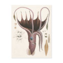 Vintage Umbrella Squid postcards