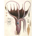 Vintage Umbrella Squid t-shirts