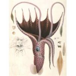 Vintage Umbrella Squid t-shirts