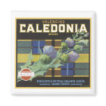 Vintage Valencia Caledonia Oranges Fruit Crate Lab Refrigerator Magnet