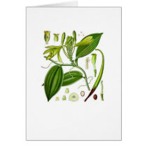 Vintage Vanilla Pod Specimen Card