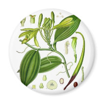 Vintage Vanilla Pod Specimen Refrigerator Magnets