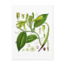 Vintage Vanilla Pod Specimen Post Cards