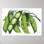 Vintage Vegetables; Lima Beans Poster