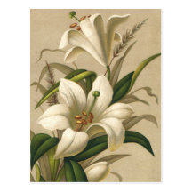 Vintage Victorian Easter Lily Flowers in Bloom Postcards