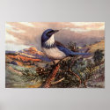 Vintage Western Scrub-Jay Art Poster posters