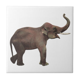 Wild animal ceramic tiles
