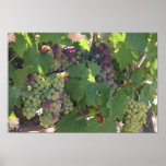 Vinyard Grapes posters