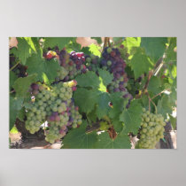 Vinyard Grapes Poster
