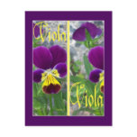 VIOLA BOOKMARKS POST CARD
