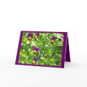 VIOLA cards