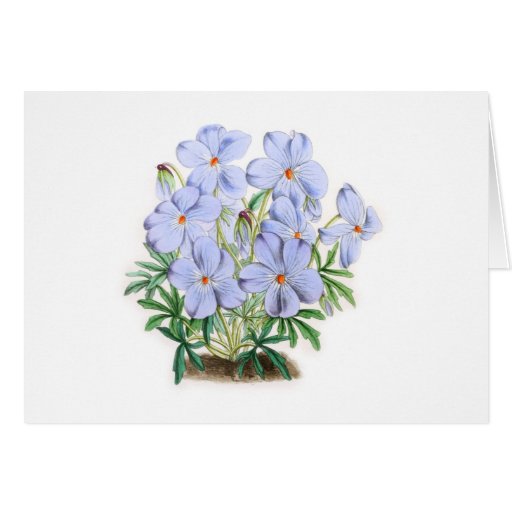 Viola Pedata Card