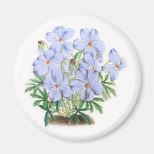 Viola Pedata Fridge Magnet