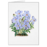 Viola Pedata Greeting Cards