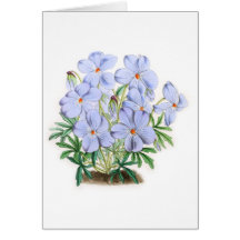 Viola Pedata Greeting Cards