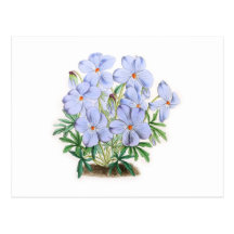 Viola Pedata Post Cards
