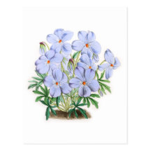 Viola Pedata Postcard