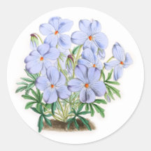 Viola Pedata Sticker
