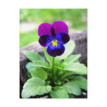 Viola postcard