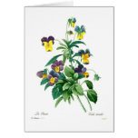 Violas Cards