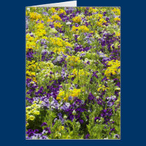 Violas cards