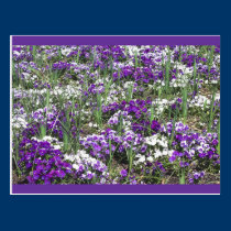 Violas postcards