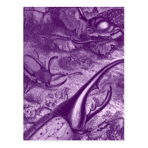 Violet Beetles Postcard