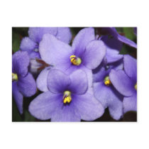 Violet Boquet Postcards