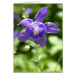 Violet Cards