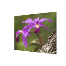 Violet Cattleya Orchid Cattleya violacea) Canvas Prints