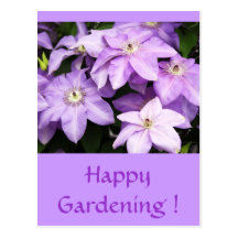 Violet Clematis Post Cards