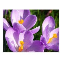 Violet crocus - Postcard
