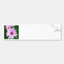 Violet daisy flower bumper stickers