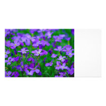 Violet Flowers Photo Card