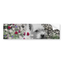 Violet in Flowers – White Westie in Blossoms Bumper Stickers