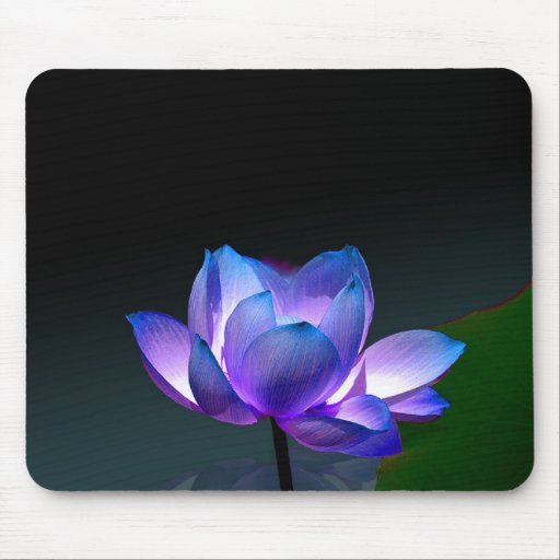 Violet Lotus in full bloom, mousepad