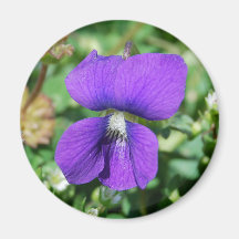Violet magnet
