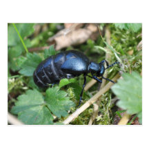 Violet Oil Beetle postcard