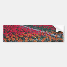 Violet Orange Bouquet Tulip, (Tulipa Gesneriana) f Bumper Stickers